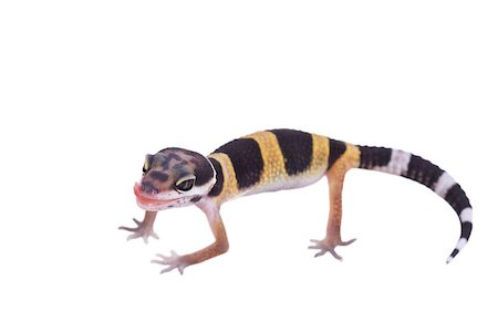 simsearch:400-04000990,k - Leopard gecko Eublepharis macularius isolated on white background Stock Photo - Budget Royalty-Free & Subscription, Code: 400-08374449