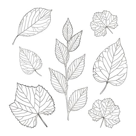 deniskolt (artist) - Set of vector outline leaves. Vector illustration Foto de stock - Royalty-Free Super Valor e Assinatura, Número: 400-08374835