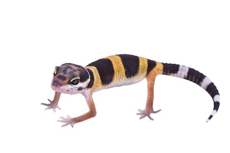 simsearch:400-04000990,k - Leopard gecko Eublepharis macularius isolated on white background Stock Photo - Budget Royalty-Free & Subscription, Code: 400-08374895