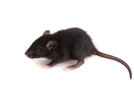 Little Black Mouse on isolated a White Background Stock Photo - Budget Royalty-Free & Subscription, Code: 400-08374896