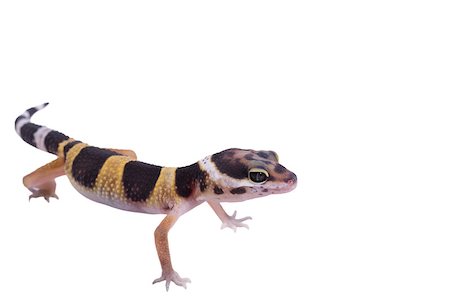 simsearch:400-04000990,k - Leopard gecko Eublepharis macularius isolated on white background Stock Photo - Budget Royalty-Free & Subscription, Code: 400-08374899