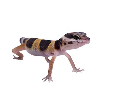 simsearch:400-04000990,k - Leopard gecko Eublepharis macularius isolated on white background Stock Photo - Budget Royalty-Free & Subscription, Code: 400-08375471