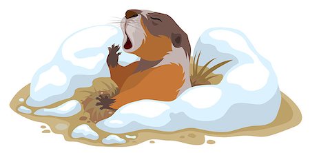 simsearch:400-04665876,k - Groundhog Day. Marmot climbed out of hole and yawns. Illustration in vector format Foto de stock - Super Valor sin royalties y Suscripción, Código: 400-08377039