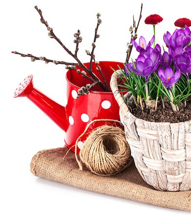 simsearch:689-03124006,k - Spring still life with flowers crocus and branch tree. Isolated on white background Photographie de stock - Aubaine LD & Abonnement, Code: 400-08377219