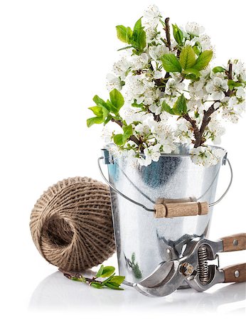 simsearch:689-03128629,k - Spring still life branch blooming plum in bucket with garden tools. Isolated on white background Stock Photo - Budget Royalty-Free & Subscription, Code: 400-08377307