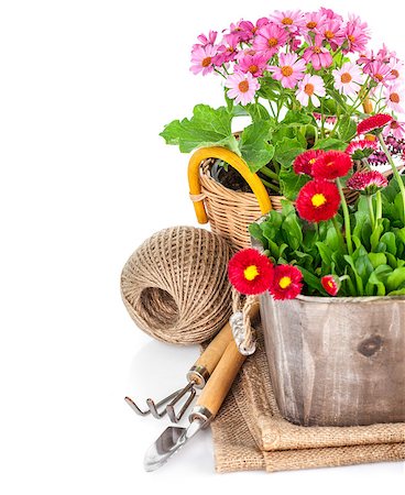 simsearch:400-06175558,k - Garden flowers in wooden basket with garden tools. Isolated on white background Stock Photo - Budget Royalty-Free & Subscription, Code: 400-08377889