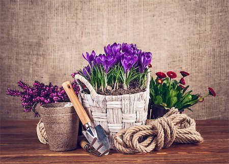 spade shovel vintage - Spring flowers in basket with garden tools on wooden board Photographie de stock - Aubaine LD & Abonnement, Code: 400-08378259