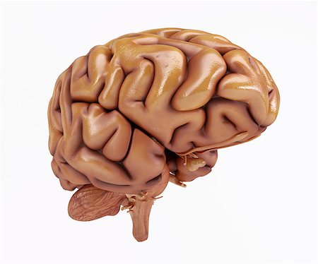 simsearch:600-06808793,k - 3D Render of a Human Brain Photographie de stock - Aubaine LD & Abonnement, Code: 400-08378543