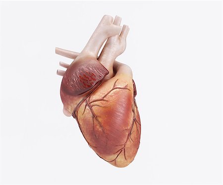 simsearch:400-04178498,k - 3D Render of a healthy Human Heart Stockbilder - Microstock & Abonnement, Bildnummer: 400-08378554
