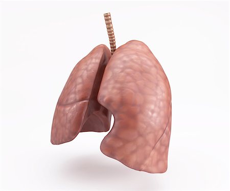 3D Render of Healthy Human Lungs Stock Photo - Budget Royalty-Free & Subscription, Code: 400-08378555