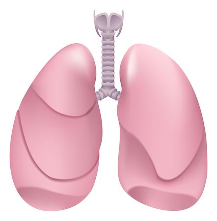 simsearch:400-08379540,k - Healthy human lungs. Respiratory system. Lung, larynx and trachea of healthy person. Isolated on white vector illustration Stock Photo - Budget Royalty-Free & Subscription, Code: 400-08379534