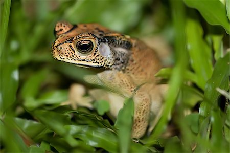 poisonous frog - frog in the grass Photographie de stock - Aubaine LD & Abonnement, Code: 400-08370317