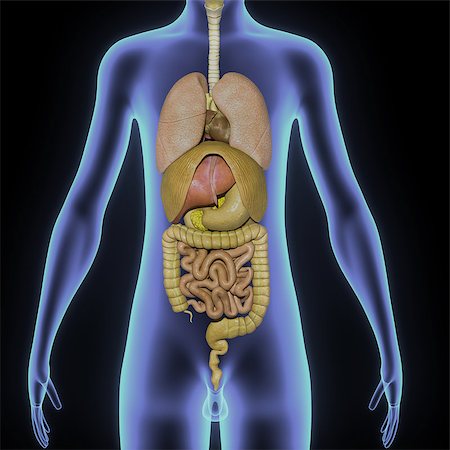 simsearch:671-02092134,k - In the human digestive system, the process of digestion has many stages, the first of which starts in the mouth (oral cavity). Digestion involves the breakdown of food into smaller and smaller components which can be absorbed and assimilated into the body. The secretion of saliva helps to produce a bolus which can be swallowed to pass down the oesophagus and into the stomach. Fotografie stock - Microstock e Abbonamento, Codice: 400-08370387