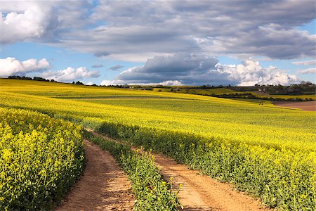 simsearch:400-07293838,k - Yellow canola fields and ground road overlooking a valley, rural spring landscape Photographie de stock - Aubaine LD & Abonnement, Code: 400-08370499