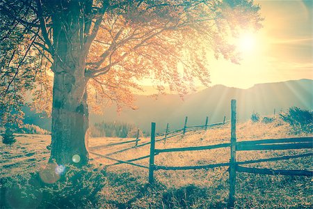 simsearch:400-08336120,k - Vintage autumn tree at sunset with sunbeams, mountains landscape,  retro style toned with real  lens flare Foto de stock - Royalty-Free Super Valor e Assinatura, Número: 400-08370520