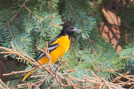 simsearch:400-07416630,k - Profile of a bright orange male oriole perched in a blue spruce pine tree. Stock Photo - Budget Royalty-Free & Subscription, Code: 400-08370627