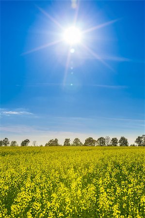 simsearch:400-06856670,k - field with flowering yellow oilseed rapeseed and bright sun in the sky Photographie de stock - Aubaine LD & Abonnement, Code: 400-08370726