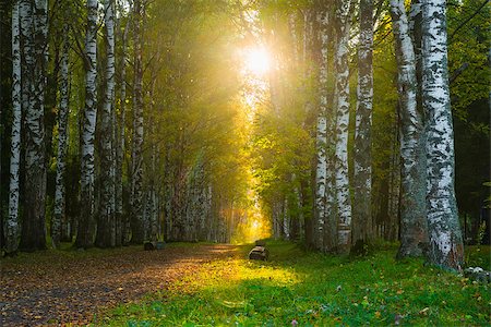 The road in the middle of a birch grove at sunset Stock Photo - Budget Royalty-Free & Subscription, Code: 400-08370790