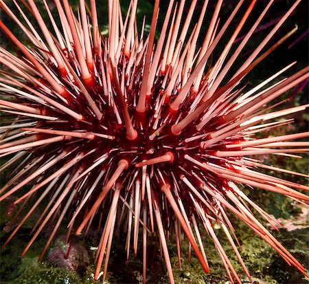 saltwater crustacean - Red Sea Urchin photographed during a dark deep dive in southern British Columbia. Stock Photo - Budget Royalty-Free & Subscription, Code: 400-08370847