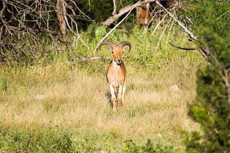 A single Aoudad sheep standing in the middle of a field Foto de stock - Royalty-Free Super Valor e Assinatura, Número: 400-08370849