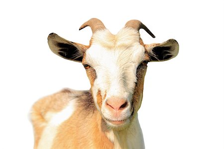 dimon044 (artist) - Portrait of goat isolated on a white background focus on face Stock Photo - Budget Royalty-Free & Subscription, Code: 400-08370840