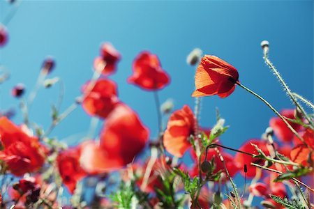 simsearch:400-07036242,k - Field with beautiful blossoming red poppies Photographie de stock - Aubaine LD & Abonnement, Code: 400-08370890