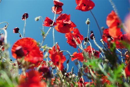 simsearch:400-07036242,k - Field with beautiful blossoming red poppies Photographie de stock - Aubaine LD & Abonnement, Code: 400-08370891