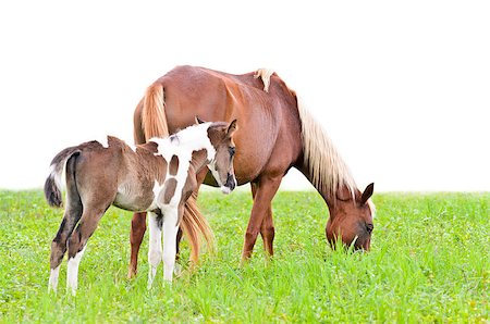 simsearch:400-08372603,k - Brown mare and foal isolated on white in a field of grass. Stock Photo - Budget Royalty-Free & Subscription, Code: 400-08371134