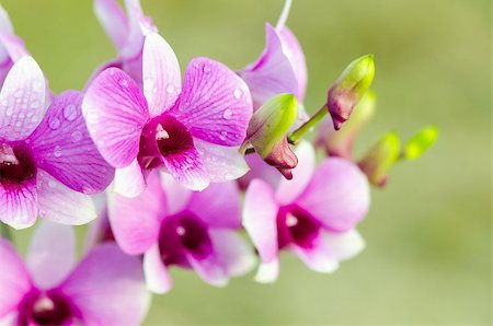 dendrobium orchid - Dendrobium orchid hybrids is white and pink stripes in Thailand Stock Photo - Budget Royalty-Free & Subscription, Code: 400-08371131