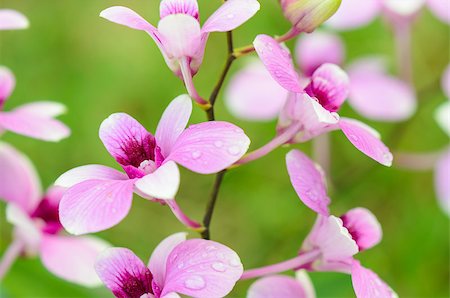 dendrobium orchid - Dendrobium orchid hybrids is white and pink stripes in Thailand Stock Photo - Budget Royalty-Free & Subscription, Code: 400-08371132