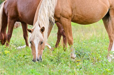 simsearch:400-08372603,k - Brown horse mares graze in the pasture Stock Photo - Budget Royalty-Free & Subscription, Code: 400-08371133