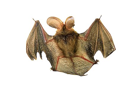 dimon044 (artist) - A close up of the small bat. Isolated on white. Stock Photo - Budget Royalty-Free & Subscription, Code: 400-08371241