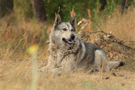 Grey dog in wood Fotografie stock - Microstock e Abbonamento, Codice: 400-08371317