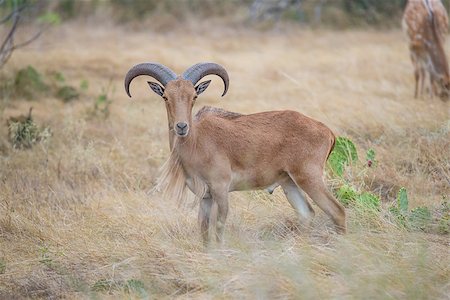 Aoudad Ram Standing proudly in field broadside to the left Foto de stock - Royalty-Free Super Valor e Assinatura, Número: 400-08371356