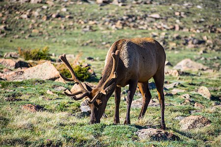 Elk in Velvet at the Rocky Mountain National Park Foto de stock - Royalty-Free Super Valor e Assinatura, Número: 400-08371353