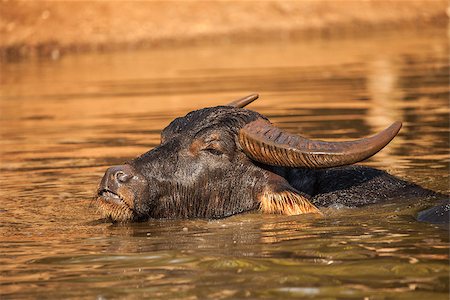 simsearch:400-07323527,k - Water Buffalo enjoys the water at Tiger Temple, Thailand Stock Photo - Budget Royalty-Free & Subscription, Code: 400-08371385