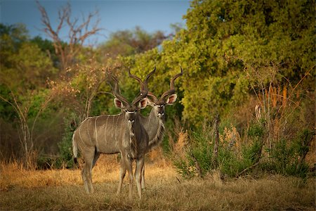 Greater Kudu Antelopes in National Park of Botswana, Southern Africa Photographie de stock - Aubaine LD & Abonnement, Code: 400-08371382