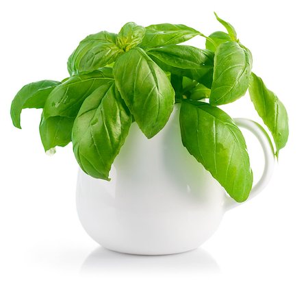 simsearch:400-08375763,k - Fresh leaves basil in white vase. Isolated on white background Stock Photo - Budget Royalty-Free & Subscription, Code: 400-08371390