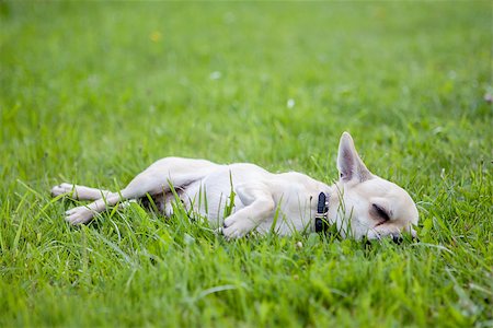 simsearch:400-06090463,k - Dog sleeps on green grass Foto de stock - Royalty-Free Super Valor e Assinatura, Número: 400-08371496