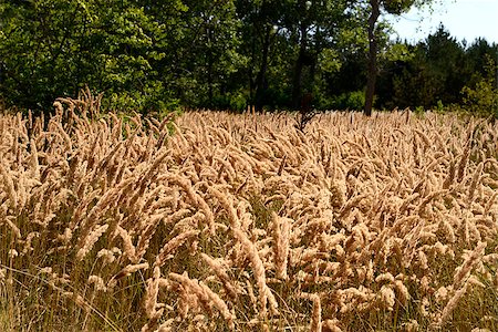 radodn (artist) - field on suset Fotografie stock - Microstock e Abbonamento, Codice: 400-08371628