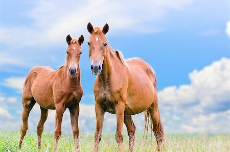 Brown horse and foal looking with suspicion on sky background Stock Photo - Budget Royalty-Free & Subscription, Code: 400-08371744