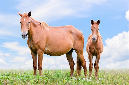 Brown horse and foal looking with suspicion on sky background Stock Photo - Budget Royalty-Free & Subscription, Code: 400-08371745
