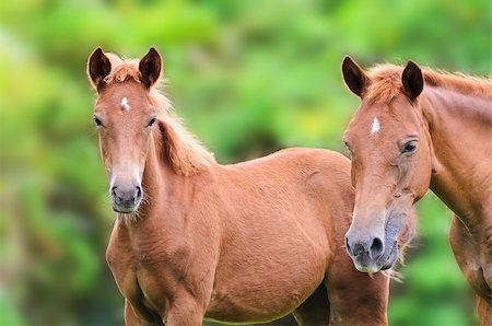 Close up brown horse looking with suspicion Stock Photo - Budget Royalty-Free & Subscription, Code: 400-08371746
