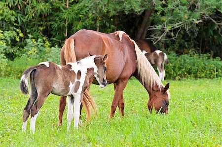 simsearch:400-08372603,k - Mare and foal with white brown graze in the pasture. Thailand Stock Photo - Budget Royalty-Free & Subscription, Code: 400-08371740