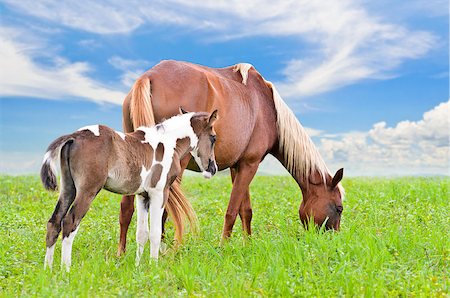 simsearch:400-08372603,k - Brown white mare and foal with a blue sky background in a field of grass. Stock Photo - Budget Royalty-Free & Subscription, Code: 400-08371741