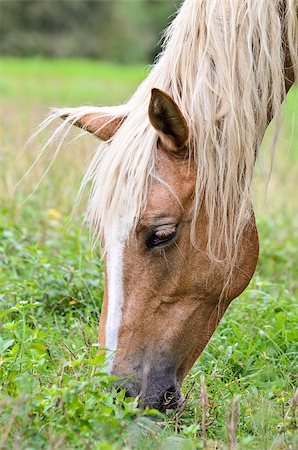simsearch:400-08372603,k - Close-up face of the horse grazing in the pasture Stock Photo - Budget Royalty-Free & Subscription, Code: 400-08371742