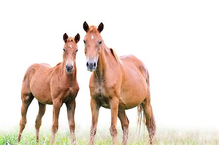 Brown mare and foal looking with suspicion on white background Stock Photo - Budget Royalty-Free & Subscription, Code: 400-08371743