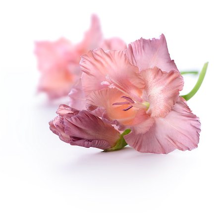 Brown gladiolus flower isolated on white background Foto de stock - Royalty-Free Super Valor e Assinatura, Número: 400-08371784