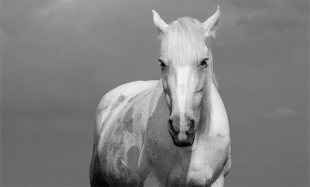 simsearch:400-05216685,k - Black and white portrait of a white horse outdoors. Stock Photo - Budget Royalty-Free & Subscription, Code: 400-08371874