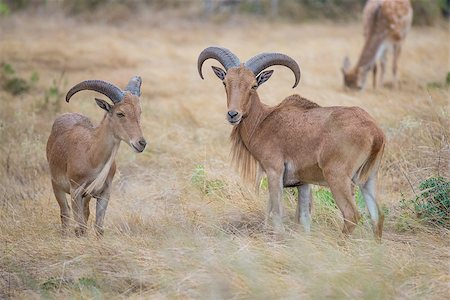 Aoudad Ram Standing proudly in field next to a ewe Foto de stock - Royalty-Free Super Valor e Assinatura, Número: 400-08371940
